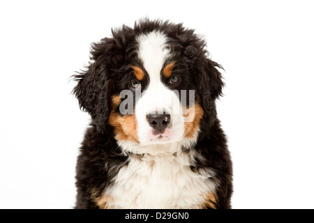 Dieci settimane vecchio Bovaro del Bernese cucciolo Foto Stock