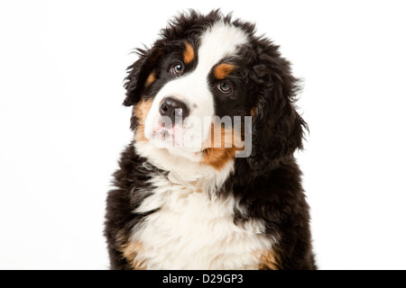 Dieci settimane vecchio Bovaro del Bernese cucciolo Foto Stock