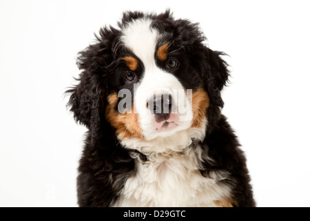 Dieci settimane vecchio Bovaro del Bernese cucciolo Foto Stock