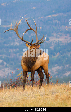 Una bull Elk pause nella luce del sole di mattina della morena zona di valle del Parco Nazionale delle Montagne Rocciose a prendere nel suo ambiente Foto Stock