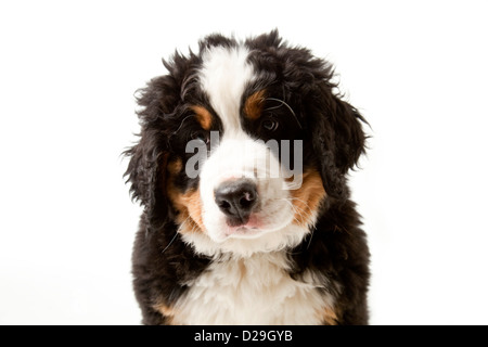 Dieci settimane vecchio Bovaro del Bernese cucciolo Foto Stock