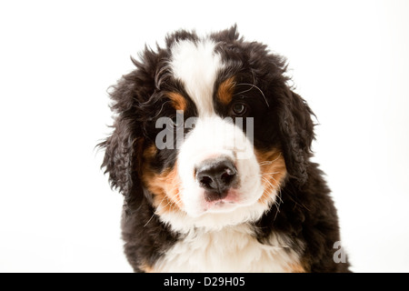 Dieci settimane vecchio Bovaro del Bernese cucciolo Foto Stock