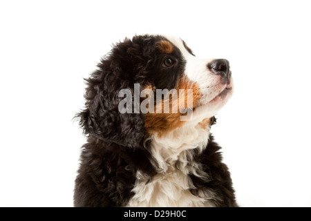 Dieci settimane vecchio Bovaro del Bernese cucciolo Foto Stock