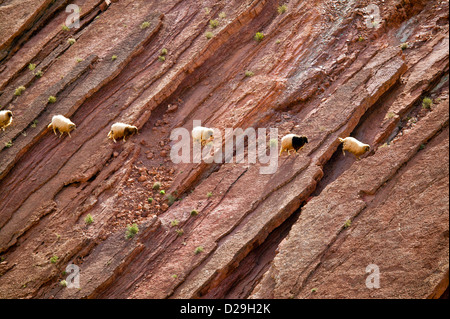 Una linea di attraversamento di pecora e il pascolo su una parete di roccia IN MAROCCO Foto Stock
