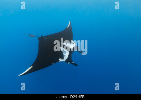 Giant oceanic manta ray (Manta birostris) nuoto in Archipielago de Revillagigedo Messico, Rocio del Mar, Socorro Islands Foto Stock