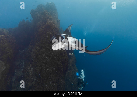 Giant oceanc manta ray nuoto al di sopra di un subacqueo in Archipielago de Revillagigedo, Messico Rocio del Mar, Socorro Isole. Foto Stock