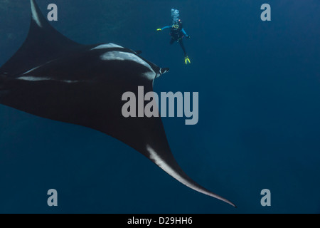 Giant oceanic manta ray nuoto con un subacqueo in acqua al di fuori del Archipielago de Revillagigedo, Messico Punta Tosca divesite Foto Stock