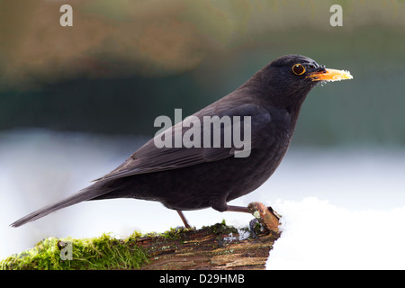 Maschio di merlo comune arroccato sul log in snow Foto Stock