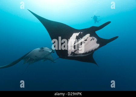 Oceanic gigante mante (Manta birostris) nuoto in Archipielago de Revillagigedo Messico, Rocio del Mar, Socorro Islands Foto Stock