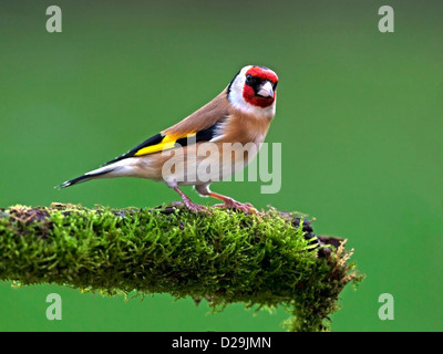 Unione cardellino appollaiato sul log Foto Stock