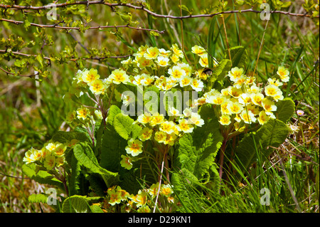 Primule [PRIMULA VULGARIS] in primavera in una siepe VISITATO DA UN Bumble Bee Foto Stock