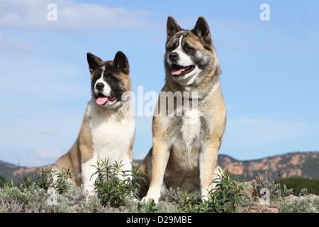 Cane Akita Americano / grande cane giapponese adulto e cucciolo seduto a terra Foto Stock