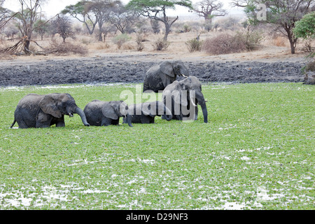 Branco di elefanti africani in corrispondenza di un foro di irrigazione in Tanzania.Parco Nazionale di Tarangire e in Africa orientale;Tanzania;l'Africa Foto Stock