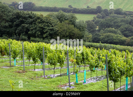 Filari di viti al Camel Valley Vineyard vicino a Bodmin, Cornwall. Foto Stock