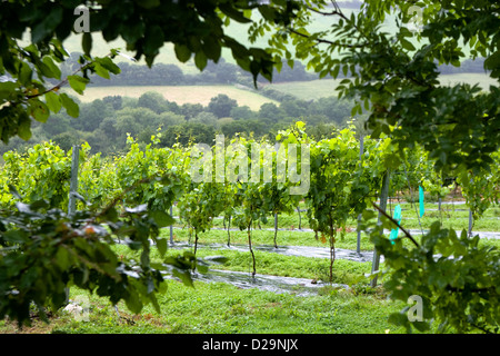 Filari di viti al Camel Valley Vineyard vicino a Bodmin, Cornwall. Foto Stock