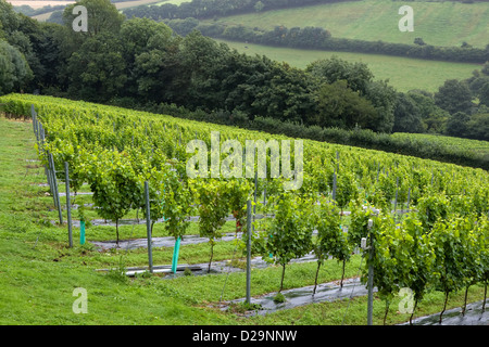 Filari di viti al Camel Valley Vineyard vicino a Bodmin, Cornwall. Foto Stock