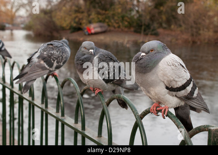 Piccioni selvatici arroccato su una ringhiera accanto a Finsbury Park in barca sul lago, l'inverno. Foto Stock