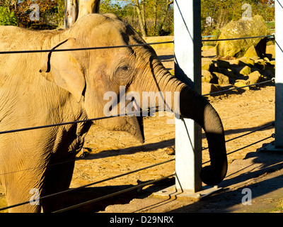O asiatico Elefante asiatico Elephas maximus in cattività presso lo Zoo Twycross LEICESTERSHIRE REGNO UNITO Inghilterra Foto Stock