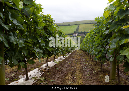 Filari di viti al Camel Valley Vineyard vicino a Bodmin, Cornwall. Foto Stock