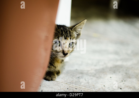 Gattino nascosto dietro un vaso di fiori Foto Stock