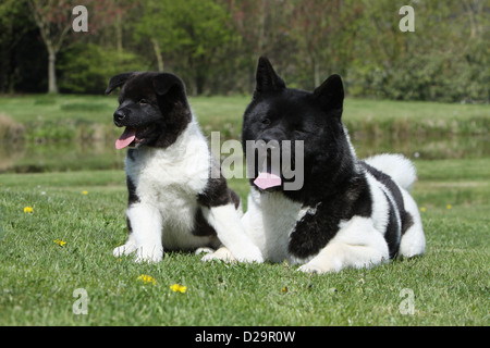 Cane Akita Americano / grande cane giapponese adulto e puppy in un giardino Foto Stock