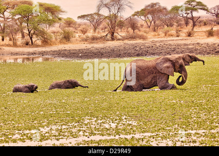 Branco di elefanti africani in corrispondenza di un foro di irrigazione in Tanzania.Parco Nazionale di Tarangire e in Africa orientale;Tanzania;l'Africa Foto Stock