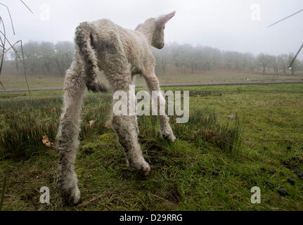 Gen 17, 2013 - Wilbur, Oregon, Stati Uniti - un neonato di agnello mentre sta cercando la sua madre su una mattinata nebbiosa in un coltivatore vicino campo rurale di Oregon sudoccidentale comunità di Wilbur. Come molti animali al pascolo, appena nato le pecore sono in grado di camminare e di funzionare solo per un breve periodo di tempo dopo la data di nascita. (Immagine di credito: credito: Robin Loznak/ZUMAPRESS.com/Alamy live news) Foto Stock