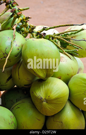 Noci di cocco fresco per la vendita, Cambogia Foto Stock