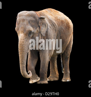 L'elefante indiano isolata contro uno sfondo nero con tracciato di ritaglio Foto Stock