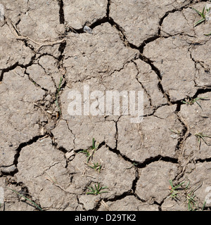 Marrone terra arida con screpolature dovute al clima secco Foto Stock