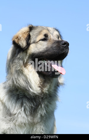 Cane Sarplaninac / Pastore jugoslavo charplaninatz / ritratto per adulti Foto Stock