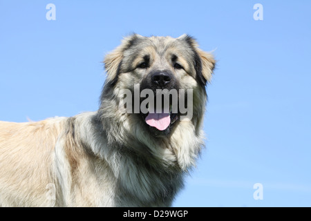 Cane Sarplaninac / Pastore jugoslavo charplaninatz / ritratto per adulti Foto Stock