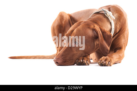 Giovane femmina Vizsla ungherese cane posa sulla terra cercando stanco e triste. Foto Stock