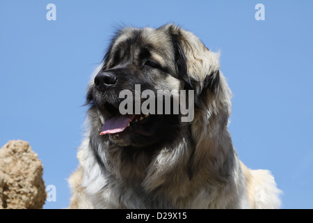 Cane Sarplaninac / Pastore jugoslavo charplaninatz / ritratto per adulti Foto Stock