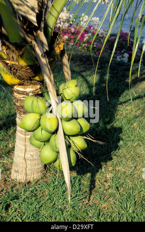 Costa Rica: albero di cocco con immatura e noci di cocco verde Foto Stock