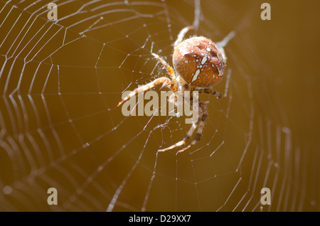 Croce orbweaver, giardino europeo spider nel suo web / Araneus diadematus Foto Stock