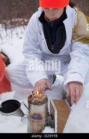 Donna apicoltore inizia a lavorare su alveare per manutenzione invernale, cottura fino al fumatore che si calma la API. Foto Stock