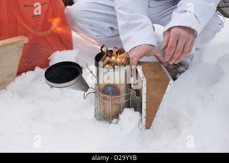 Donna apicoltore inizia a lavorare su alveare per manutenzione invernale, cottura fino al fumatore che si calma la API. Foto Stock