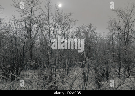 Frosty forest e smog in inverno. Un giorno grigio. Foto Stock