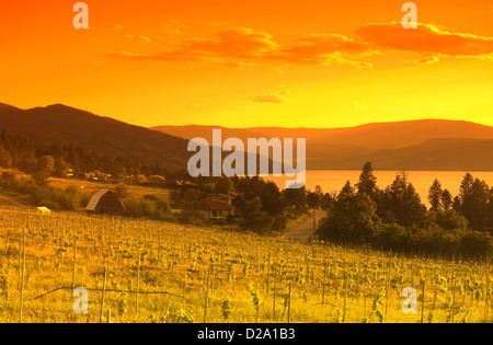 Vigneto di SUMMERHILL PYRAMID WINERY di Kelowna Okanagan Valley della Columbia britannica in Canada Foto Stock