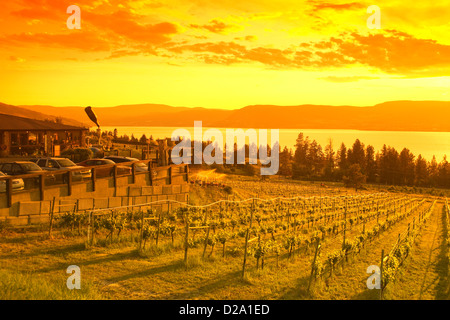 Vigneto di SUMMERHILL PYRAMID WINERY di Kelowna Lago Okanagan Okanagan Valley della Columbia britannica in Canada Foto Stock