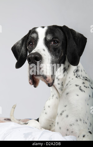 Ritratto in studio di dieci anni puntatore inglese Foto Stock