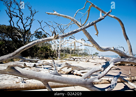 Driftwood sulla spiaggia Amelia Island Florida U. S.A. Foto Stock