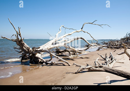 Driftwood sulla spiaggia Amelia Island Florida U. S.A. Foto Stock