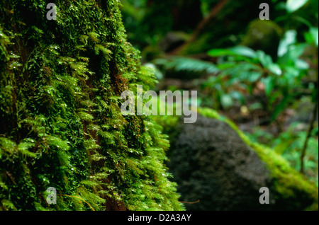 Hawaii, Oahu. Moss ricoperta di alberi e rocce sulla Manoa Falls Trail Foto Stock