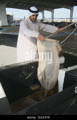 Arab la cattura di pesce uova da un serbatoio presso il Centro di ricerca marina in Umm Al Quwain Emirati arabi uniti Foto Stock