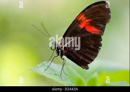 Chiudere l immagine di un Crimson-Patched Longwing (postino) su una foglia di pianta in un padiglione delle farfalle, Sioux Falls, Dakota del Sud Foto Stock