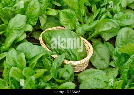 La raccolta di spinaci (Spinacia oleracea), varietà : "atador', in giugno, in un orto. Foto Stock