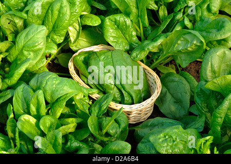 Picking spinaci (Spinacia oleracea), varietà : "atador', in giugno, in un orto. Foto Stock