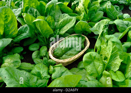 Picking spinaci (Spinacia oleracea), varietà : "atador', in giugno, in un orto. Foto Stock